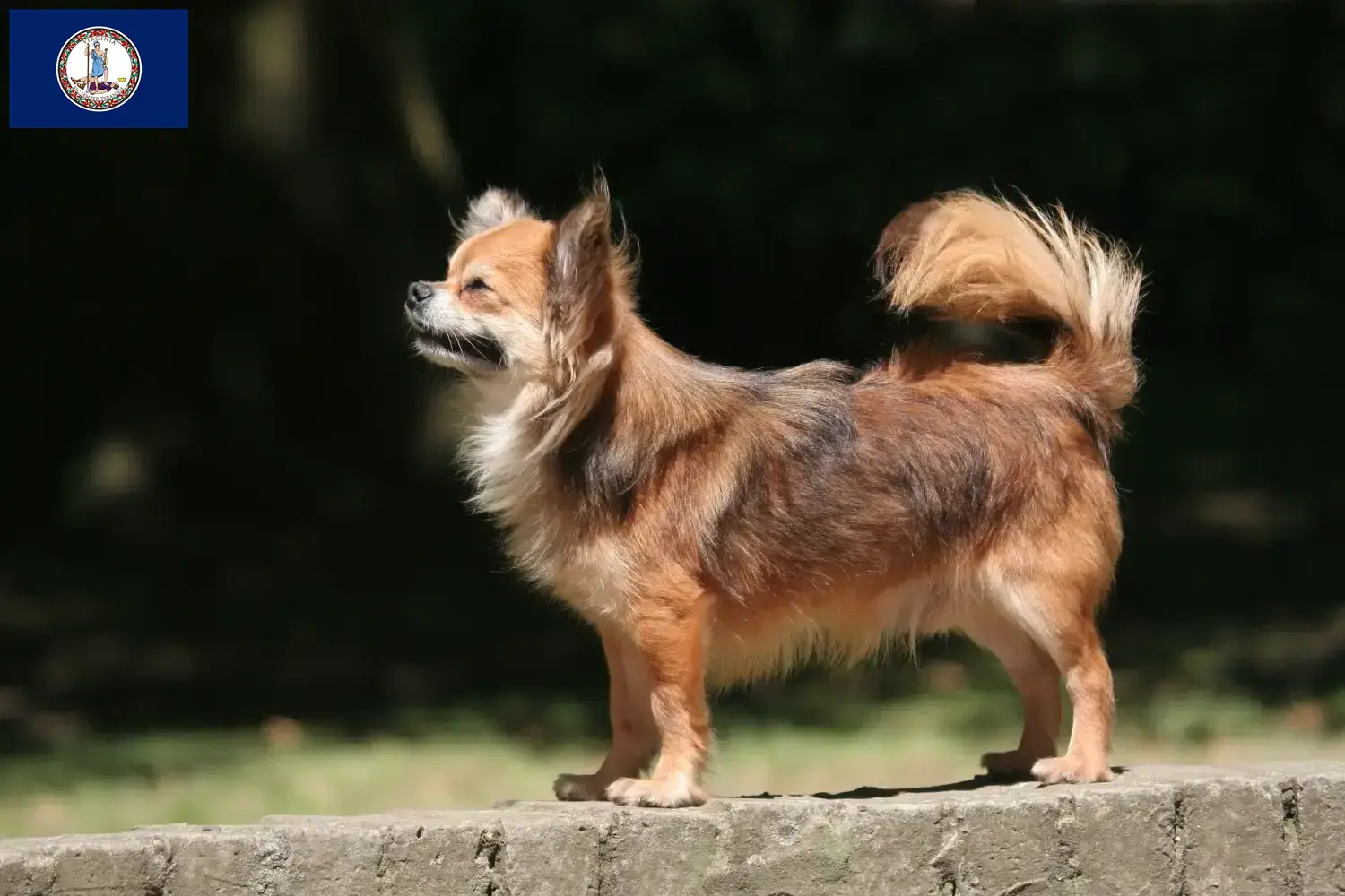 Chihuahua puppies and breeder Virginia Find Chihuahua breeders in Virginia.