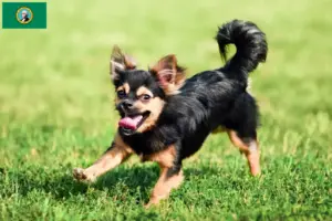 Read more about the article Chihuahua breeders and puppies in Washington