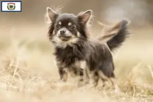 Read more about the article Chihuahua breeders and puppies in West Virginia