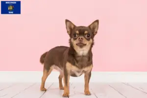 Read more about the article Chihuahua breeders and puppies in Wisconsin