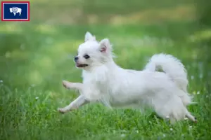 Read more about the article Chihuahua breeders and puppies in Wyoming