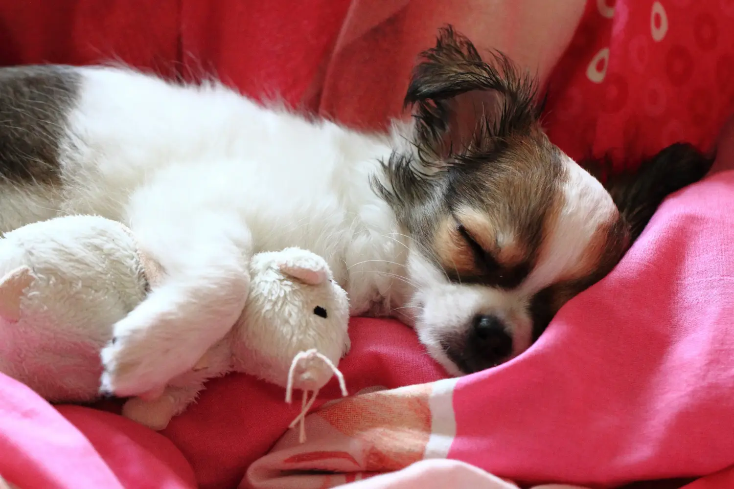 Buying a Chihuahua puppy means taking responsibility! Buy Chihuahua puppies.