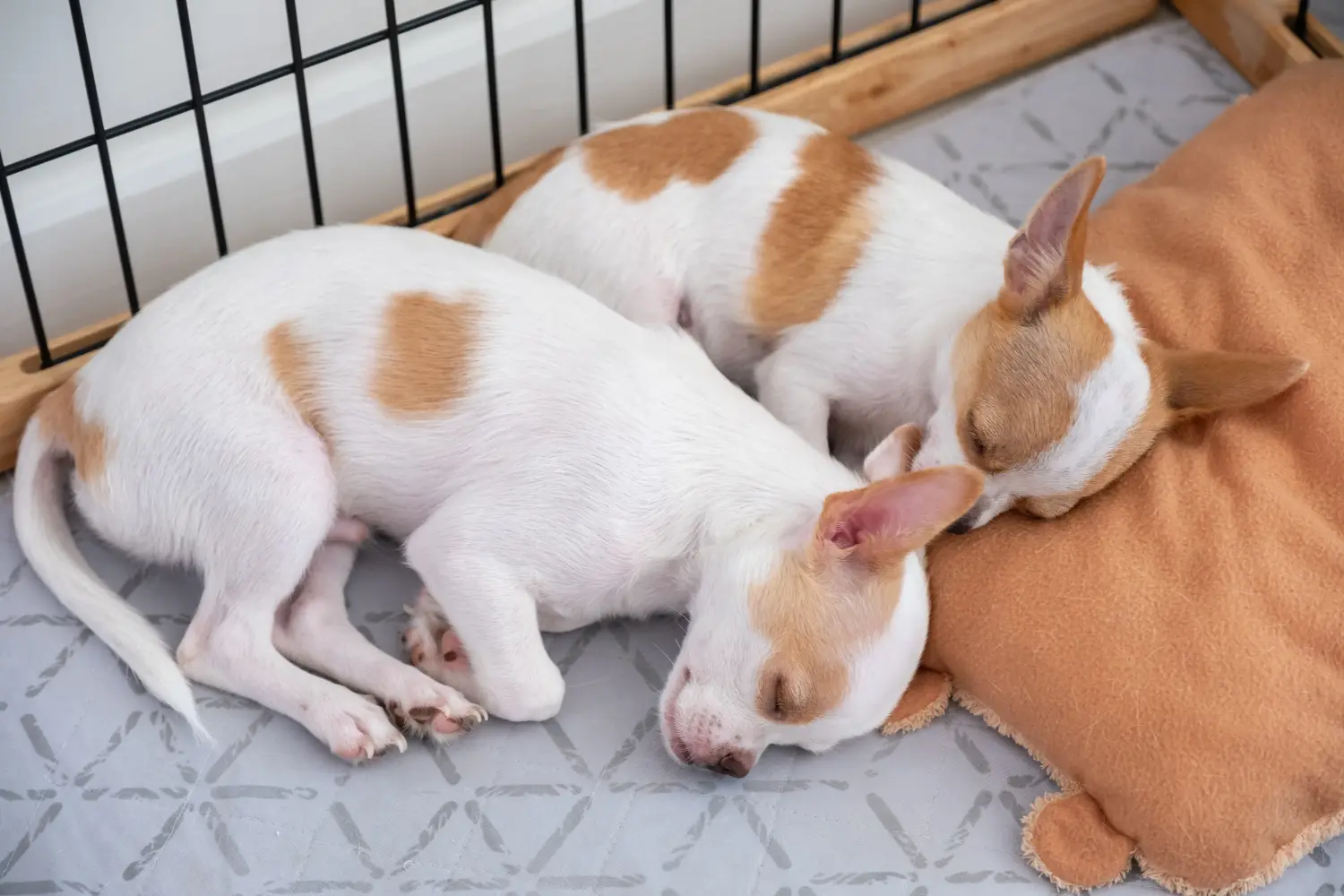 Buying a Chihuahua puppy means taking responsibility! Buy Chihuahua puppies.