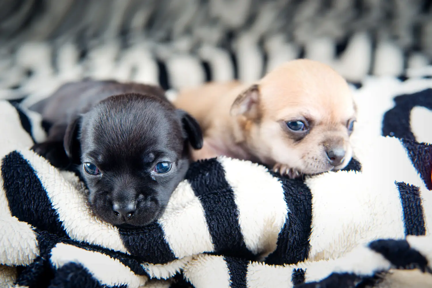 Buying a Chihuahua puppy means taking responsibility! Buy Chihuahua puppies.