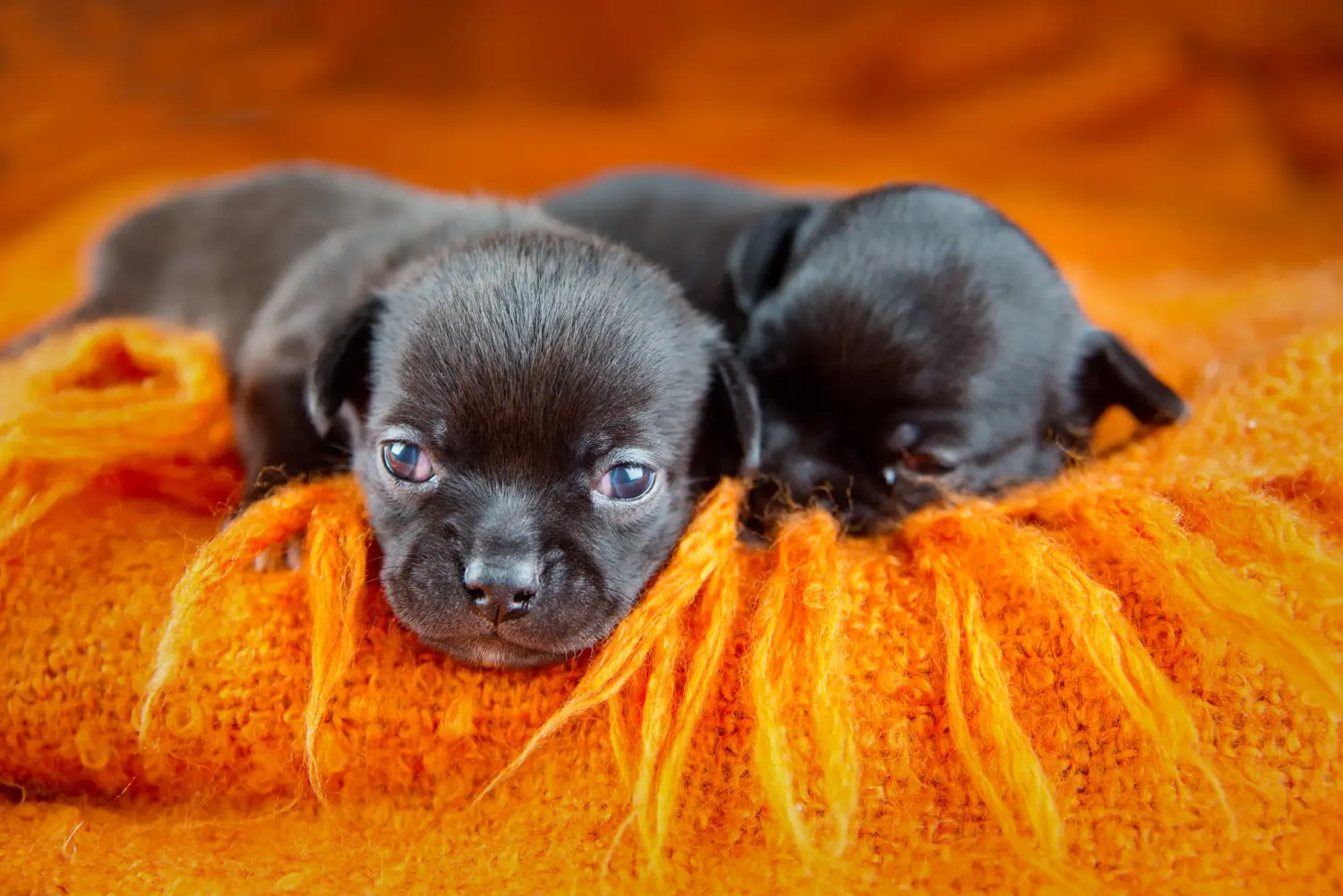 Buying a Chihuahua puppy means taking responsibility! Buy Chihuahua puppies.