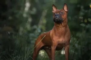 Read more about the article Chinese Chongqing Dog Breeder