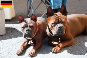 Read more about the article Chinese Chongqing Dog breeders and puppies in Germany