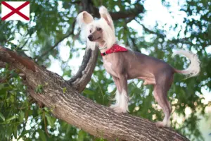 Read more about the article Chinese Crested Dog breeders and puppies in Alabama