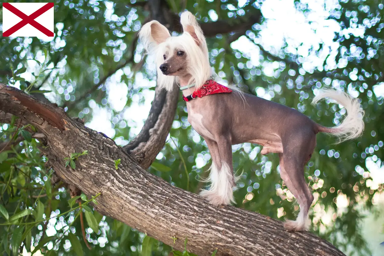 Chinese Crested Dog puppies and breeders Alabama Find Chinese Crested Dogs breeders in Alabama.