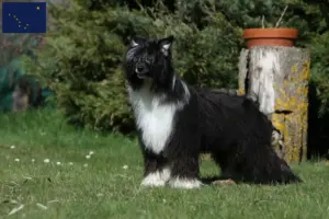 Read more about the article Chinese Crested Dog breeders and puppies in Alaska