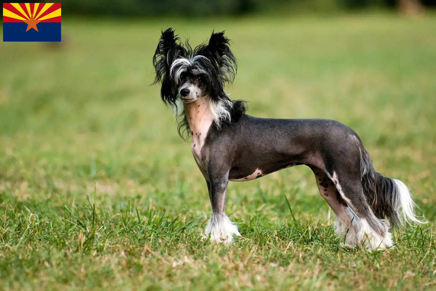 Read more about the article Chinese Crested Dog breeders and puppies in Arizona