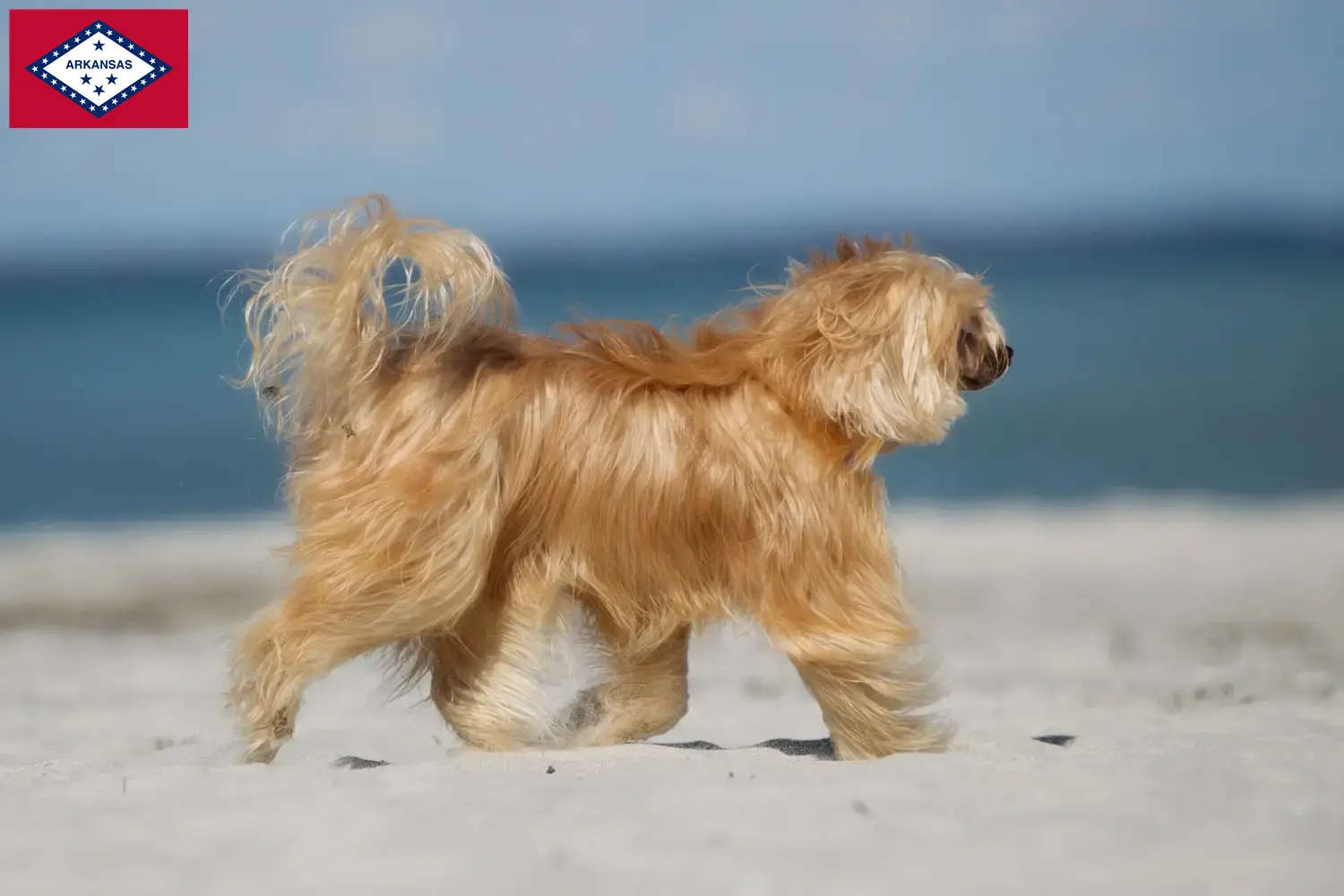 Chinese Crested Dog puppies and breeders Arkansas Find Chinese Crested Dogs breeders in Arkansas.