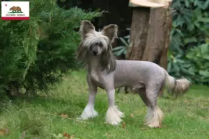 Read more about the article Chinese Crested Dog breeders and puppies in California