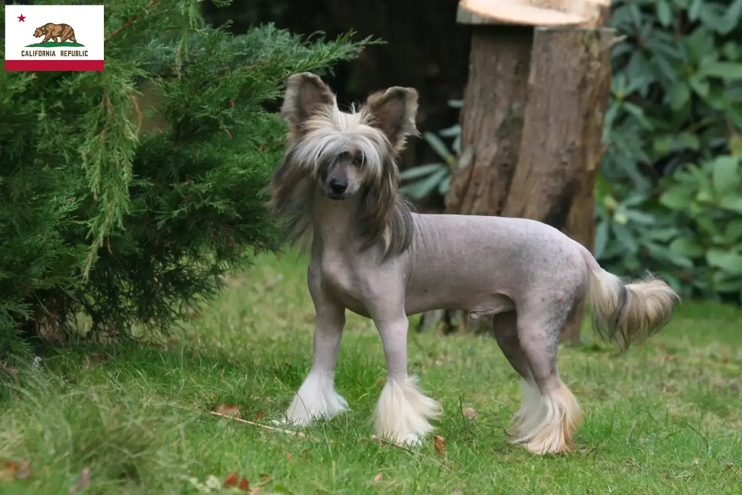 Chinese Crested Dog puppies and breeders California Find Chinese Crested Dogs breeders in California.