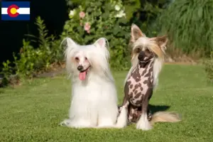 Read more about the article Chinese Crested Dog breeders and puppies in Colorado