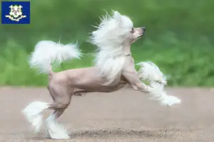 Read more about the article Chinese Crested Dog breeders and puppies in Connecticut