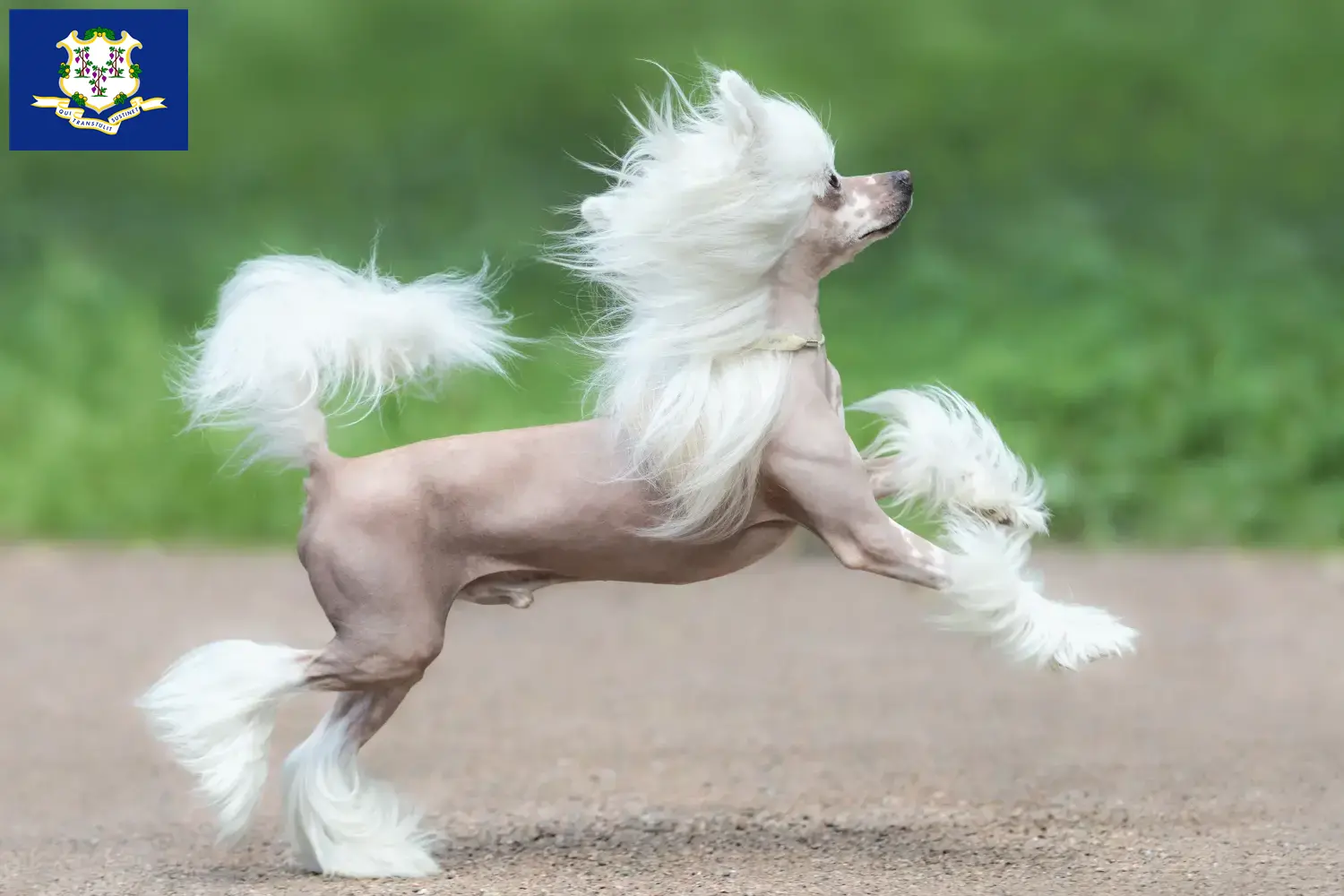 Chinese Crested Dog puppies and breeders Connecticut Find Chinese Crested Dogs breeders in Connecticut.