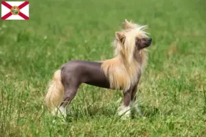 Read more about the article Chinese Crested Dog breeders and puppies in Florida