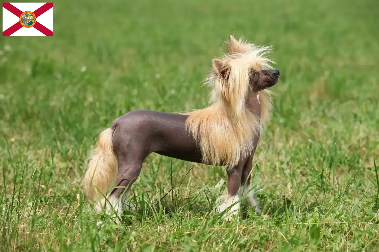 Chinese Crested Dog puppies and breeders Florida Find Chinese Crested Dogs breeders in Florida here.