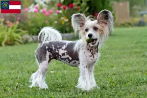 Read more about the article Chinese Crested Dog breeders and puppies in Georgia