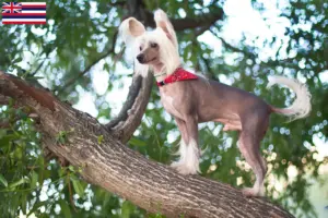 Read more about the article Chinese Crested Dog breeders and puppies in Hawaii