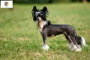 Read more about the article Chinese Crested Dog breeders and puppies in Illinois