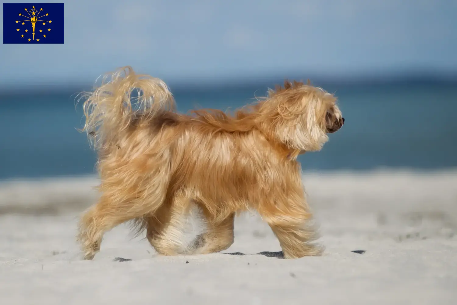 Chinese Crested Dog puppies and breeders Indiana Find Chinese Crested Dogs breeders in Indiana.