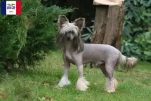 Read more about the article Chinese Crested Dog breeders and puppies in Iowa