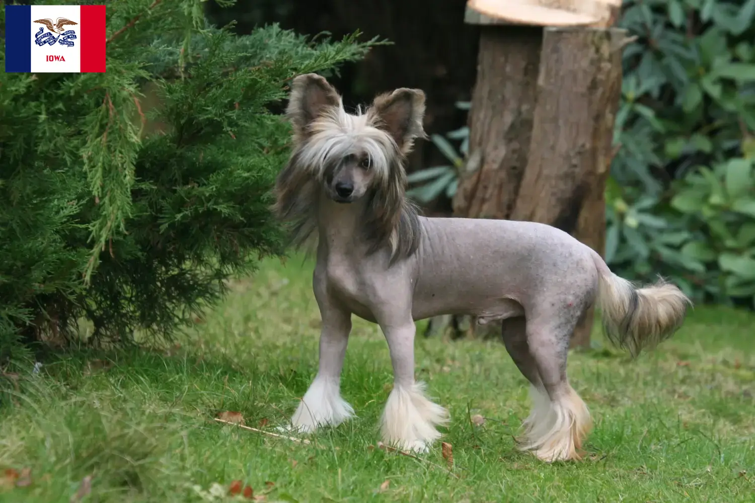 Chinese Crested Dog puppies and breeders Iowa Find Chinese Crested Dogs breeders in Iowa.