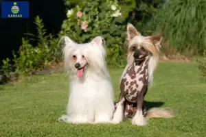 Read more about the article Chinese Crested Dog breeders and puppies in Kansas