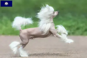 Read more about the article Chinese Crested Dog breeders and puppies in Kentucky