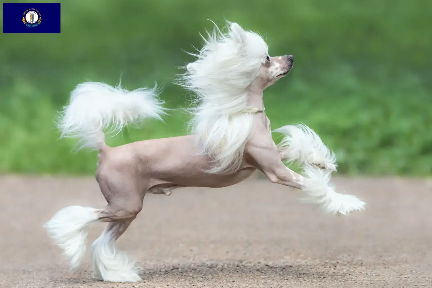 Chinese Crested Dog puppies and breeders Kentucky Find Chinese Crested Dogs breeders in Kentucky.