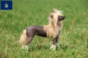 Read more about the article Chinese Crested Dog breeders and puppies in Maine