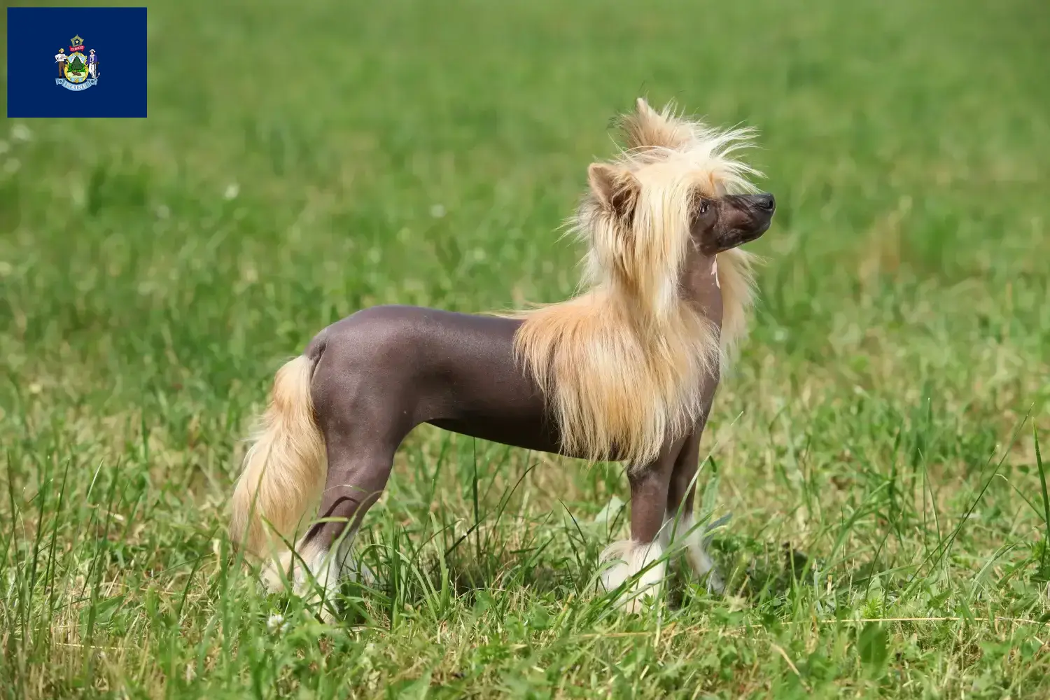 Chinese Crested Dog puppies and breeders Maine Find Chinese Crested Dogs breeders in Maine.