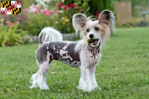 Read more about the article Chinese Crested Dog breeders and puppies in Maryland