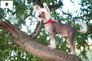 Read more about the article Chinese Crested Dog Breeders and Puppies in Massachusetts
