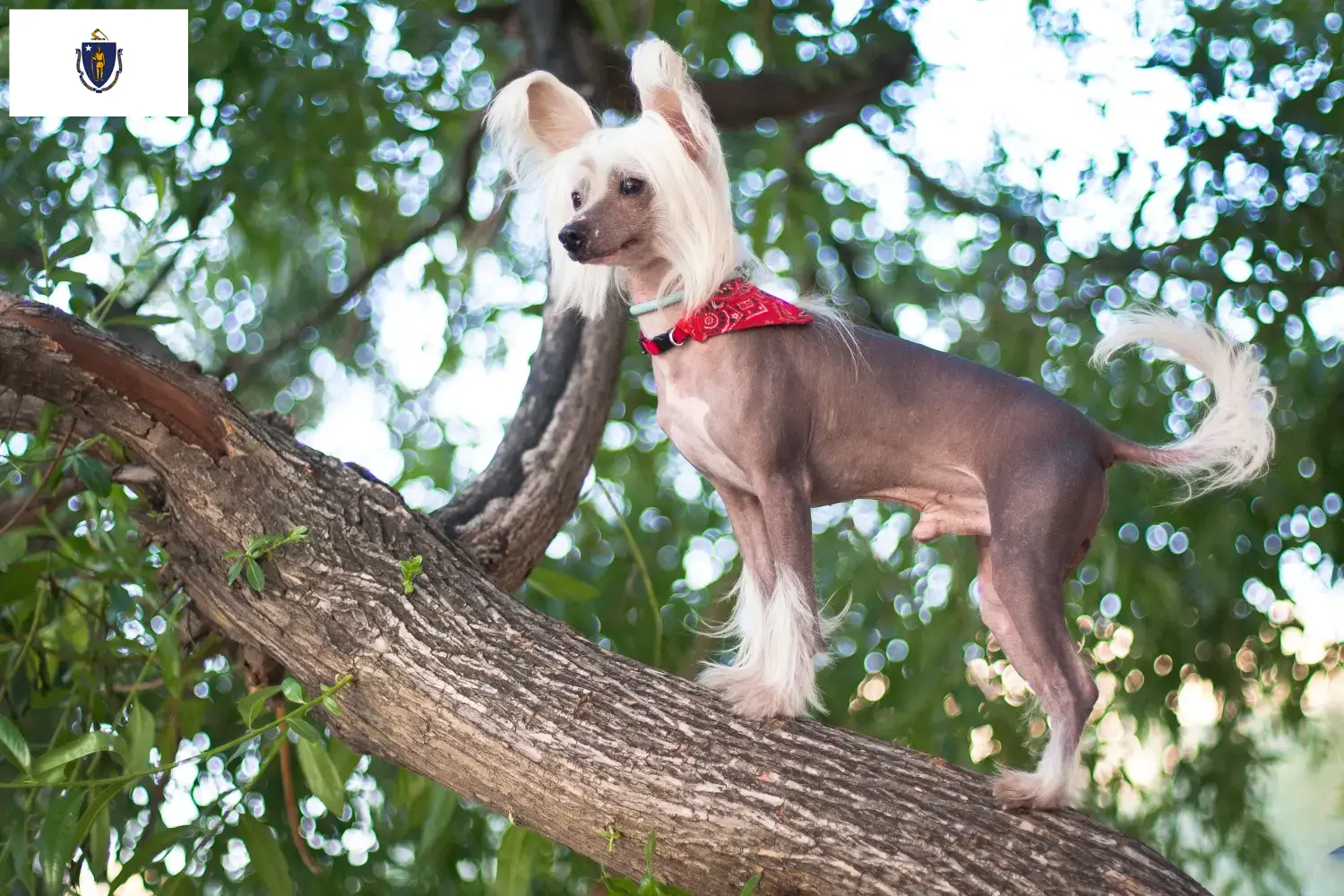 Read more about the article Chinese Crested Dog Breeders and Puppies in Massachusetts