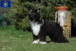 Read more about the article Chinese Crested Dog breeders and puppies in Michigan