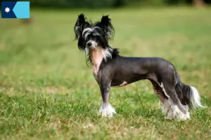 Read more about the article Chinese Crested Dog breeders and puppies in Minnesota