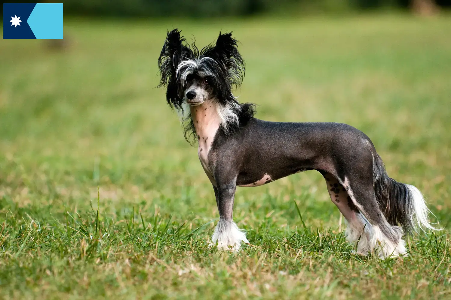 Chinese Crested Dog puppies and breeders Minnesota Find Chinese Crested Dogs breeders in Minnesota.