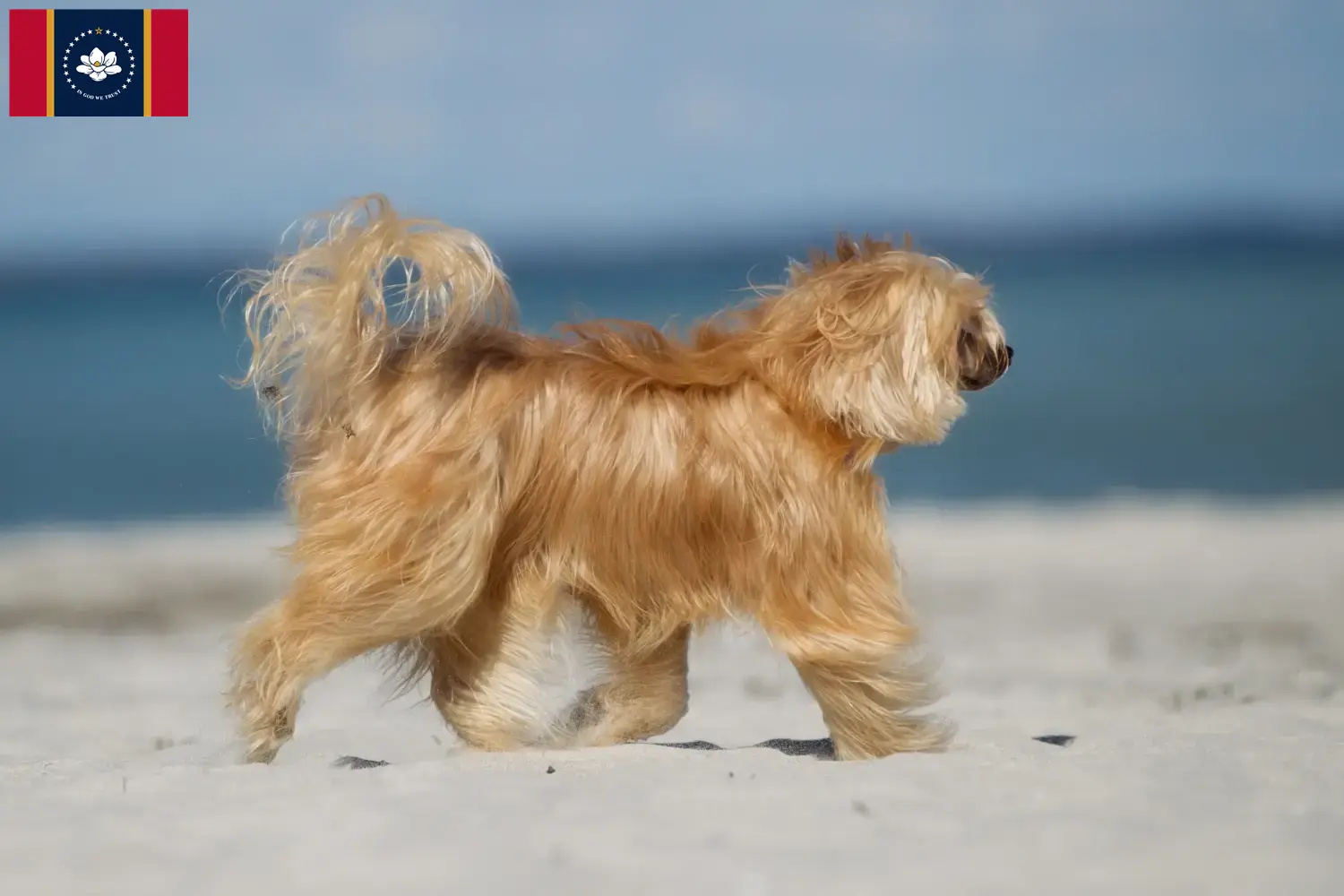 Read more about the article Chinese Crested Dog Breeders and Puppies in Mississippi