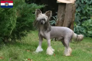 Read more about the article Chinese Crested Dog breeders and puppies in Missouri