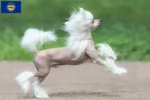Read more about the article Chinese Crested Dog breeders and puppies in Nebraska