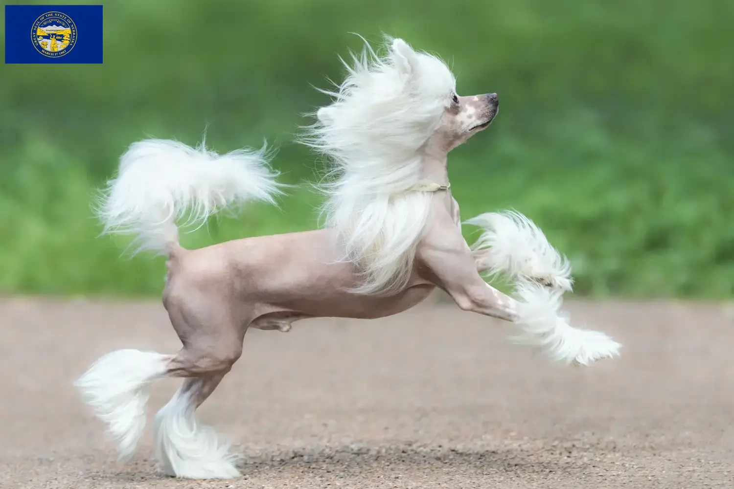 Chinese Crested Dog puppies and breeders Nebraska Find Chinese Crested Dogs breeders in Nebraska.