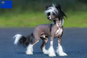 Read more about the article Chinese Crested Dog breeders and puppies in Nevada
