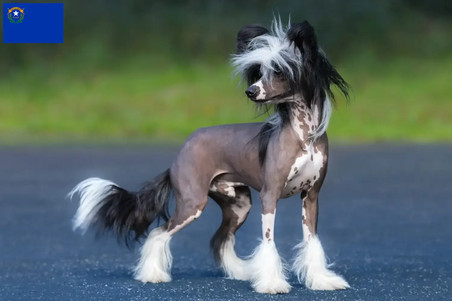 Chinese Crested Dog puppies and breeders Nevada Find Chinese Crested Dogs breeders in Nevada.