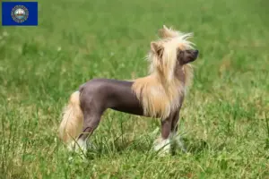 Read more about the article Chinese Crested Dog Breeders and Puppies in New Hampshire