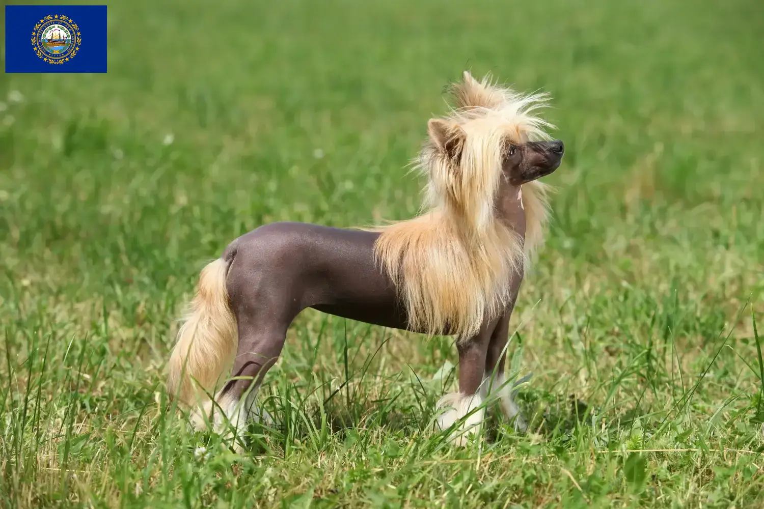 Chinese Crested Dog puppies and breeders New Hampshire Find Chinese Crested Dogs breeders in New Hampshire.