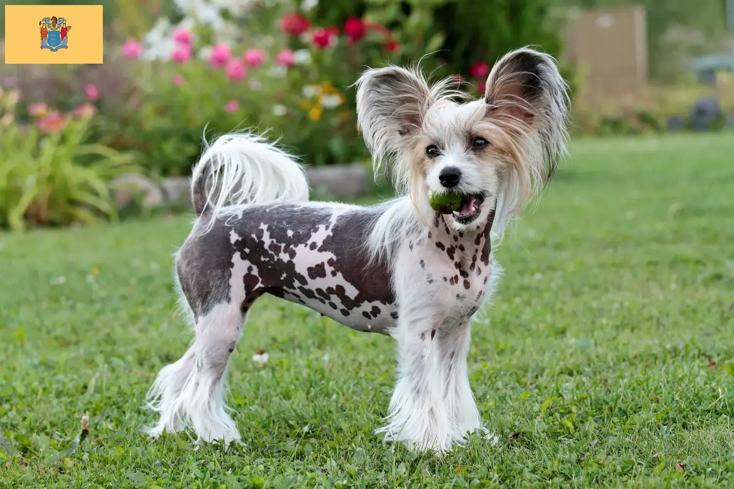Chinese Crested Dog puppies and breeders New Jersey Find Chinese Crested Dogs breeders in New Jersey.