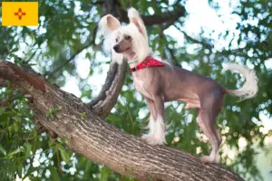 Read more about the article Chinese Crested Dog Breeders and Puppies in New Mexico